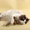宠物玩具新款猫薄荷牢固耐玩宠物猫猫玩具易清洗
