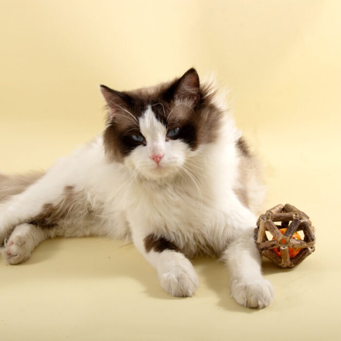 宠物玩具新款猫薄荷牢固耐玩宠物猫猫玩具易清洗