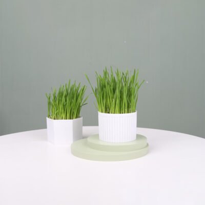 猫草 猫草 95*95*70(JZCQ)