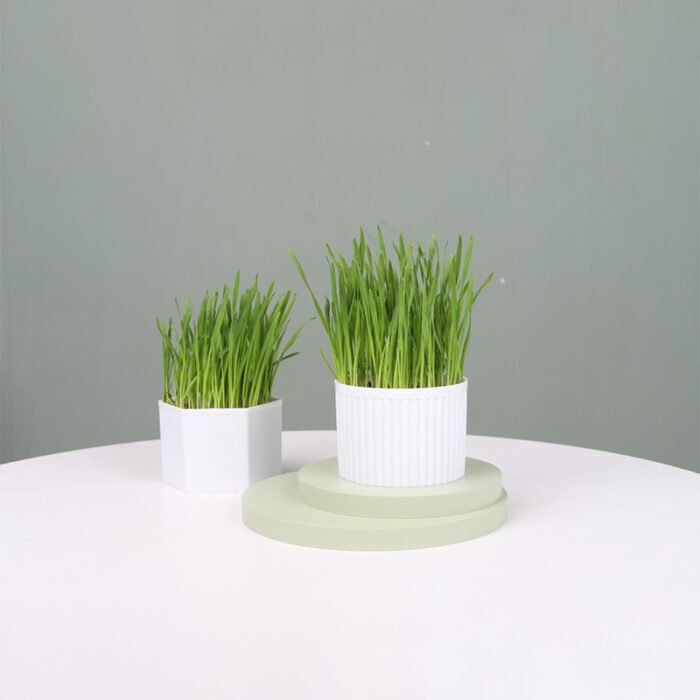 猫草 95*95*70（JZCQ）